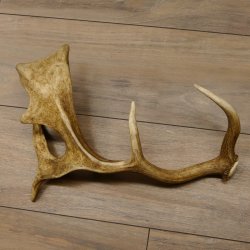 Damhirschstange Länge 43 cm Hirsch Damhirsch Geweih Stange 73.1.190