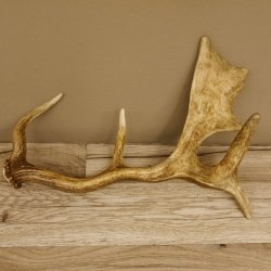 Damhirschstange Länge 43 cm Hirsch Damhirsch Geweih Stange 73.1.190