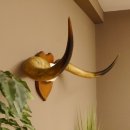 Longhorn Long Horn Rind (Texas Longhorn) Rinderhorn Trophäe