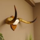 Longhorn Long Horn Rind (Texas Longhorn) Rinderhorn Trophäe