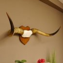 Longhorn Long Horn Rind (Texas Longhorn) Rinderhorn Trophäe