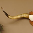 Longhorn Long Horn Rind (Texas Longhorn) Rinderhorn Trophäe