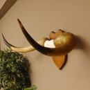 Longhorn Long Horn Rind (Texas Longhorn) Rinderhorn Trophäe