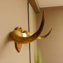 Longhorn Long Horn Rind (Texas Longhorn) Rinderhorn Trophäe