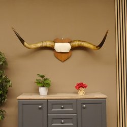 Longhorn Long Horn Rind (Texas Longhorn) Rinderhorn Trophäe