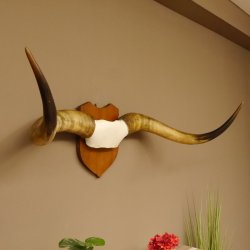 Longhorn Long Horn Rind (Texas Longhorn) Rinderhorn Trophäe