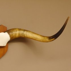 Longhorn Long Horn Rind (Texas Longhorn) Rinderhorn Trophäe
