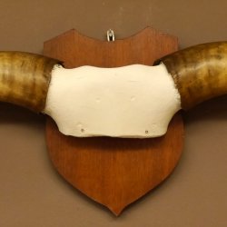 Longhorn Long Horn Rind (Texas Longhorn) Rinderhorn Trophäe