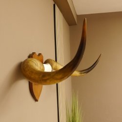 Longhorn Long Horn Rind (Texas Longhorn) Rinderhorn Trophäe