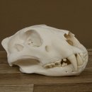 Löwen Schädel Afrika Raubtier Schädeltrophäe weiblich mit Nachweise 62.100.26