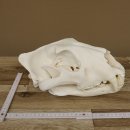 Löwen Schädel Afrika Raubtier Schädeltrophäe weiblich mit Nachweise 62.100.26