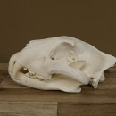 Löwen Schädel Afrika Raubtier Schädeltrophäe weiblich mit Nachweise 62.100.26