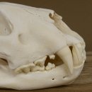 Löwen Schädel Afrika Raubtier Schädeltrophäe weiblich mit Nachweise 62.100.26