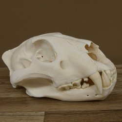 Löwen Schädel Afrika Raubtier Schädeltrophäe weiblich mit Nachweise 62.100.26