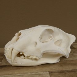 Löwen Schädel Afrika Raubtier Schädeltrophäe weiblich mit Nachweise 62.100.26