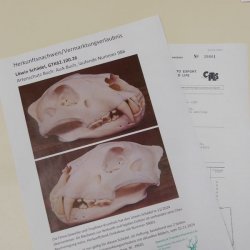 Löwen Schädel Afrika Raubtier Schädeltrophäe weiblich mit Nachweise 62.100.26