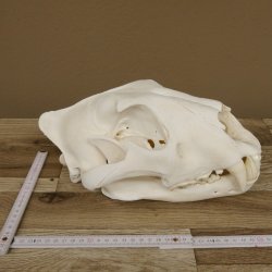 Löwen Schädel Afrika Raubtier Schädeltrophäe weiblich mit Nachweise 62.100.26