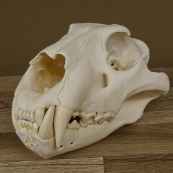 Löwen Schädel Afrika Raubtier Schädeltrophäe weiblich mit Nachweise 62.100.26