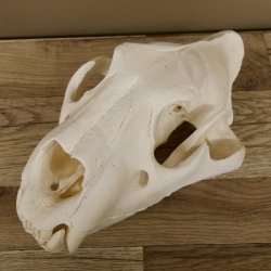 Löwen Schädel Afrika Raubtier Schädeltrophäe weiblich mit Nachweise 62.100.26