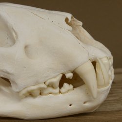 Löwen Schädel Afrika Raubtier Schädeltrophäe weiblich mit Nachweise 62.100.26
