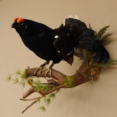 Birkhahn Hahn Ganzpräparat Präparat Höhe 45 cm mit Herkunftsnachweis 90.2.16