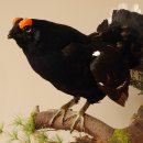 Birkhahn Hahn Ganzpräparat Präparat Höhe 45 cm mit Herkunftsnachweis 90.2.16