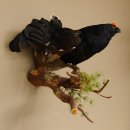 Birkhahn Hahn Ganzpräparat Präparat Höhe 45 cm mit Herkunftsnachweis 90.2.16