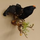 Birkhahn Hahn Ganzpräparat Präparat Höhe 45 cm mit Herkunftsnachweis 90.2.16