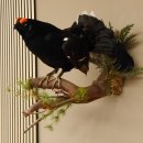 Birkhahn Hahn Ganzpräparat Präparat Höhe 45 cm mit Herkunftsnachweis 90.2.16