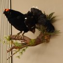 Birkhahn Hahn Ganzpräparat Präparat Höhe 45 cm mit Herkunftsnachweis 90.2.16