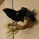 Birkhahn Hahn Ganzpräparat Präparat Höhe 45 cm mit Herkunftsnachweis 90.2.16