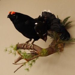 Birkhahn Hahn Ganzpräparat Präparat Höhe 45 cm mit Herkunftsnachweis 90.2.16