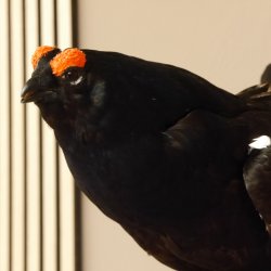 Birkhahn Hahn Ganzpräparat Präparat Höhe 45 cm mit Herkunftsnachweis 90.2.16