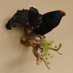 Birkhahn Hahn Ganzpräparat Präparat Höhe 45 cm mit Herkunftsnachweis 90.2.16