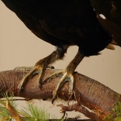 Birkhahn Hahn Ganzpräparat Präparat Höhe 45 cm mit Herkunftsnachweis 90.2.16