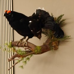 Birkhahn Hahn Ganzpräparat Präparat Höhe 45 cm mit Herkunftsnachweis 90.2.16