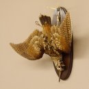Waldschnepfe Stillleben Vogel Präparat präpariert Tierpräparat mit Genehmigung zur Vermarktung 90.18.9