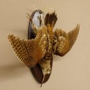 Waldschnepfe Stillleben Vogel Präparat präpariert Tierpräparat mit Genehmigung zur Vermarktung 90.18.9