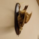 Waldschnepfe Stillleben Vogel Präparat präpariert Tierpräparat mit Genehmigung zur Vermarktung 90.18.9