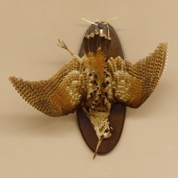 Waldschnepfe Stillleben Vogel Präparat präpariert Tierpräparat mit Genehmigung zur Vermarktung 90.18.9