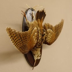 Waldschnepfe Stillleben Vogel Präparat präpariert Tierpräparat mit Genehmigung zur Vermarktung 90.18.9