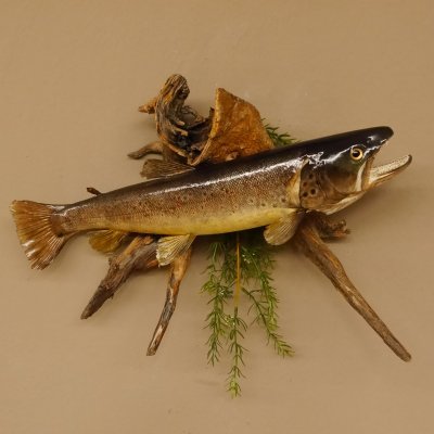 Bachforelle Forelle Präparat Fische Fisch präpariert hängen 60.1.3.21