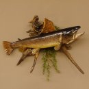 Bachforelle Forelle Präparat Fische Fisch präpariert hängen 60.1.3.21