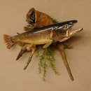 Bachforelle Forelle Präparat Fische Fisch präpariert hängen 60.1.3.21