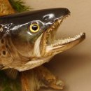 Bachforelle Forelle Präparat Fische Fisch präpariert hängen 60.1.3.21