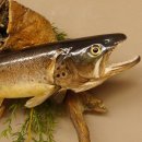 Bachforelle Forelle Präparat Fische Fisch präpariert hängen 60.1.3.21