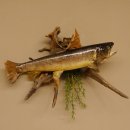 Bachforelle Forelle Präparat Fische Fisch präpariert hängen 60.1.3.21