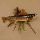 Bachforelle Forelle Präparat Fische Fisch präpariert hängen 60.1.3.21