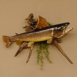 Bachforelle Forelle Präparat Fische Fisch präpariert hängen 60.1.3.21