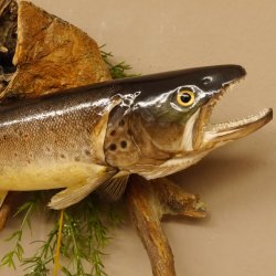 Bachforelle Forelle Präparat Fische Fisch präpariert hängen 60.1.3.21